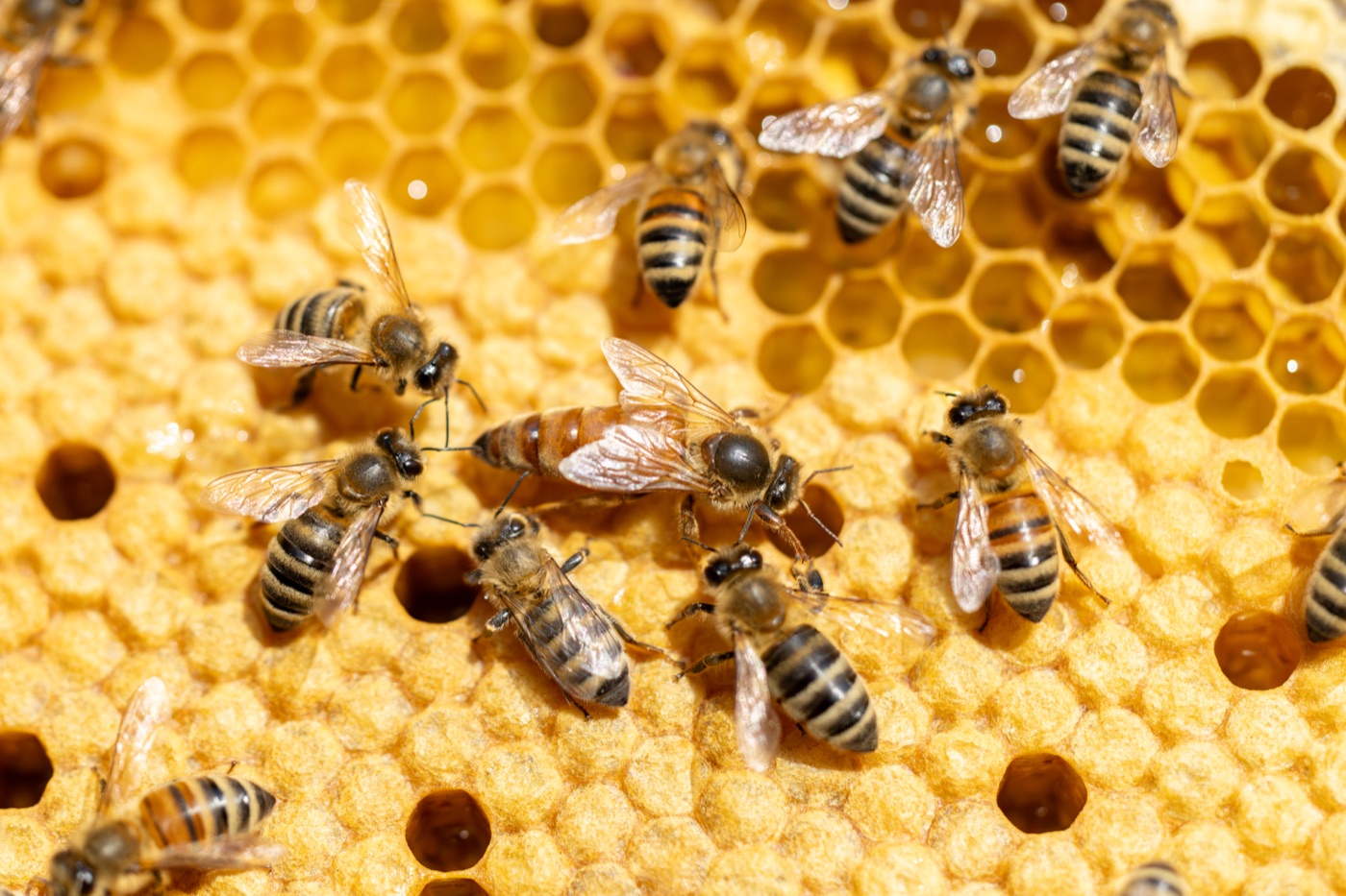 Bienen auf einer Honigwabe